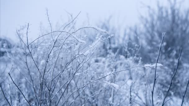 Clima de invierno tranquilo con arbustos cubiertos de nieve. Lazo sin costura — Vídeo de stock