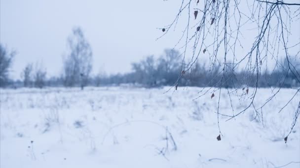 Birkenzweig mit Laub im Schnee — Stockvideo