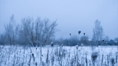 Kar ile kaplı kuru çiçekler. Seçili odak