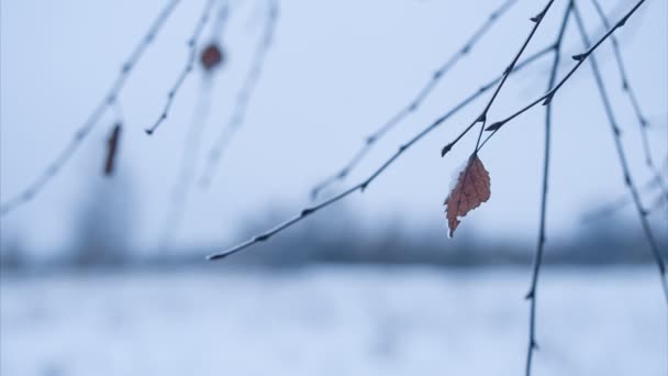 Birkenzweig mit Laub im Schnee — Stockvideo