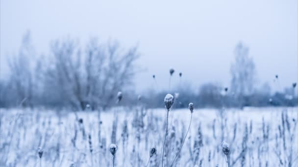 Gedroogde bloemen bedekt met sneeuw. Geselecteerde focus — Stockvideo