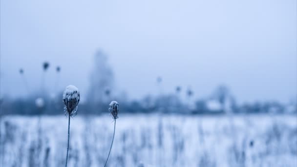 被雪覆盖的干花。所选焦点 — 图库视频影像