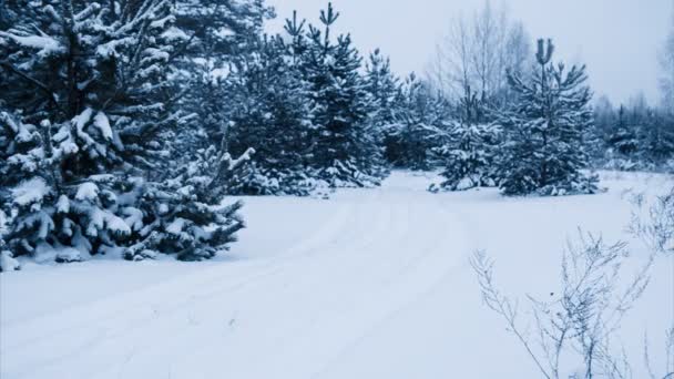 Sakin kış havası. Ladin Ormanı. Road — Stok video