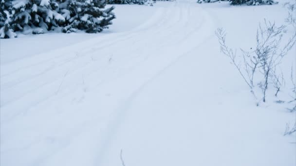 Tempo de inverno calmo. Floresta de abetos. Panning tiro — Vídeo de Stock