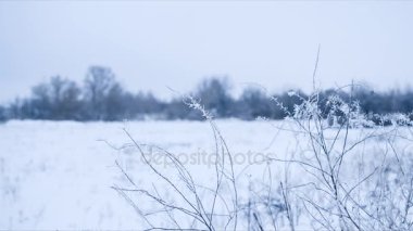 Karla kaplı çalılarla sakin kış havası. Kaydırma. Döngü