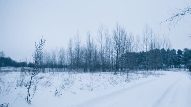 Kalm winterweer. Bos en de weg. Panning shot — Stockvideo