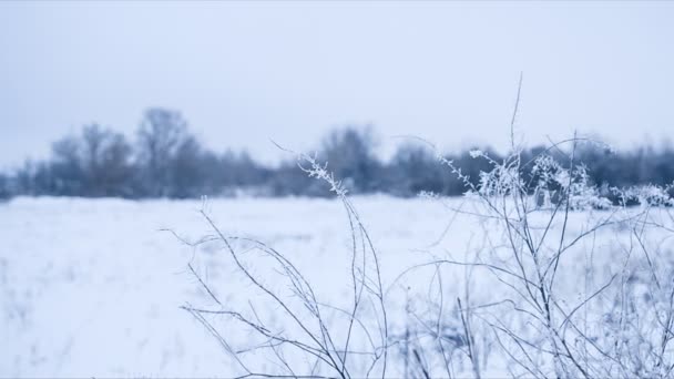 Nyugodt téli időjárás bokrok borított hó. Panoráma. Hurok — Stock videók