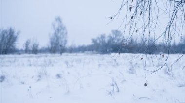 Karda bekletilen huş dalı. Kaydırma. Döngü