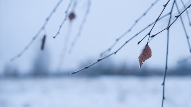 Branche de bouleau avec congé dans la neige. Panoramique. Boucle — Video
