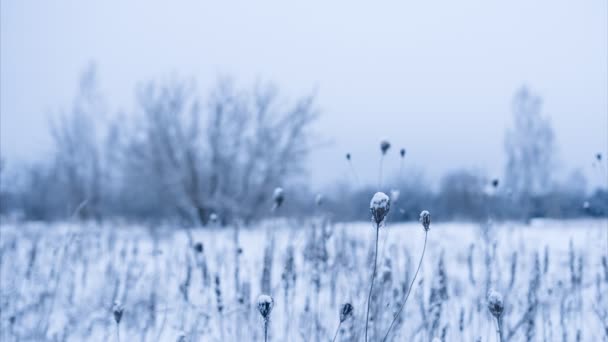 Kar ile kaplı kuru çiçekler. Seçili odak. Kaydırma. Döngü — Stok video