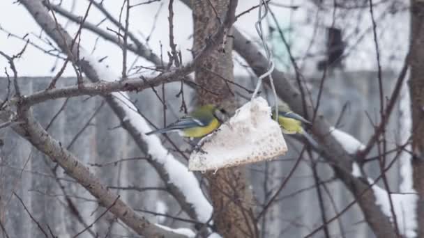 Titmouses jíst v pomalém pohybu — Stock video