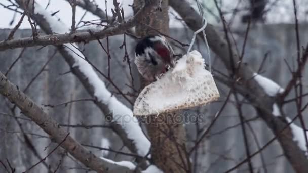 Specht frisst Nahrung auf Baum — Stockvideo