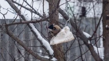 Ağaç üzerinde yemek yeme ağaçkakan