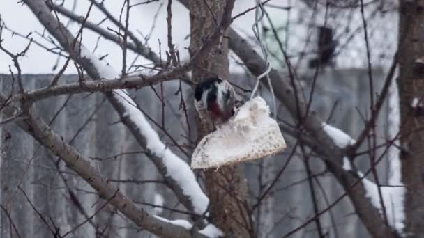 Pájaro carpintero comiendo comida en el árbol — Vídeos de Stock