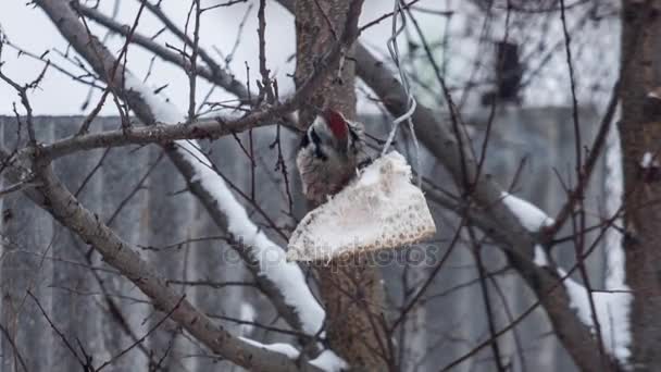 Pájaro carpintero comiendo comida, compilación de pocas tomas — Vídeos de Stock