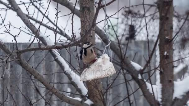 Pájaro carpintero comiendo comida en el árbol — Vídeos de Stock