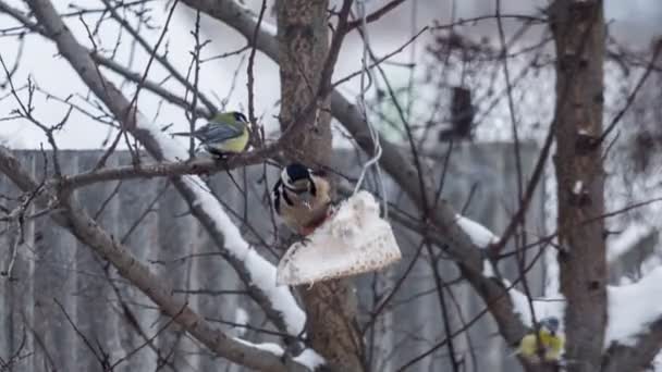 Pic mangeant de la nourriture sur l'arbre et et des mésanges près de lui — Video