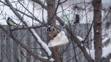 Ağaç ve baştankara yemek yeme ağaçkakan