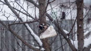 Ağaç üzerinde yemek yeme ağaçkakan
