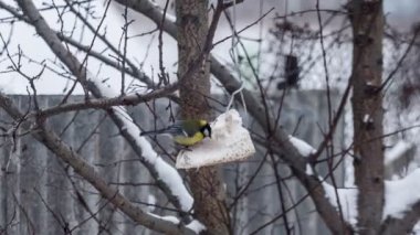 Ağaç üzerinde yemek yeme tek baştankara
