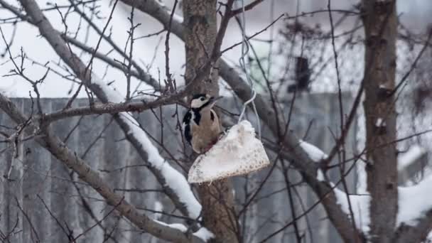 Pica-pau comendo comida na árvore — Vídeo de Stock