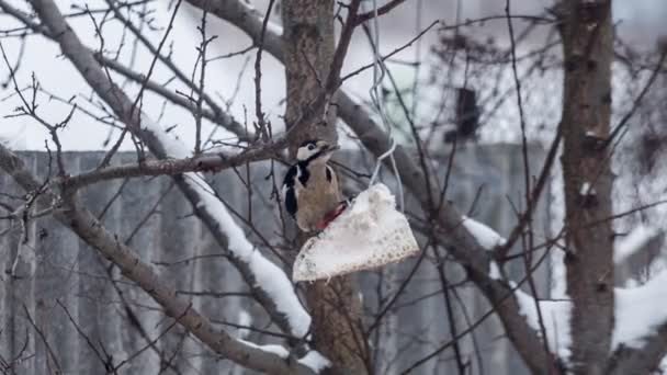 Ciocănitoarea mănâncă mâncare pe copac — Videoclip de stoc