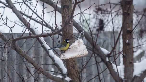 Single titmouse eating food on tree — Stock Video