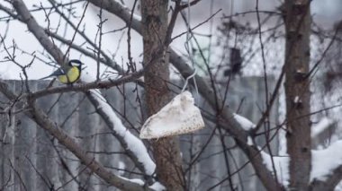 Tek baştankara oturma gıda yakınındaki dalı