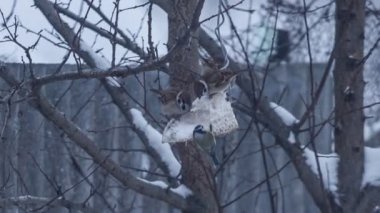 Serçeler ağaç yeme üzerine bir sürü
