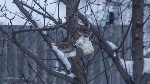 Lots of sparrows on tree eating. Slow motion — Stock Video