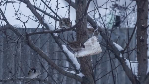 Muchos gorriones comiendo árboles — Vídeo de stock