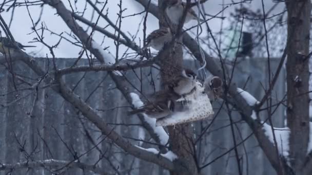 Багато горобців на дереві їдять — стокове відео