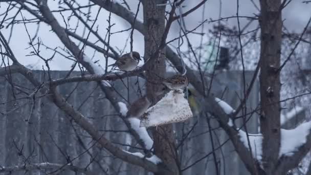 Lots of sparrows on tree eating — Stock Video