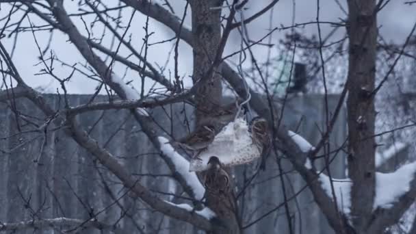 Massor av sparvar på träd äta — Stockvideo