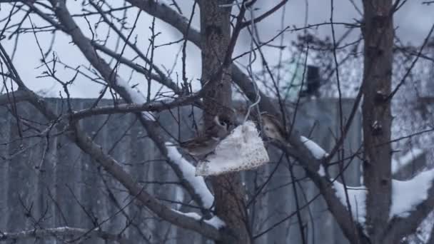 Lots of sparrows on tree eating — Stock Video