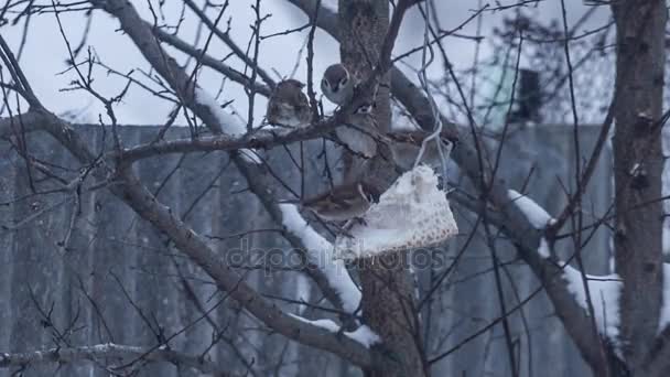 Molti passeri mangiano sugli alberi. Compilazione di pochi scatti — Video Stock