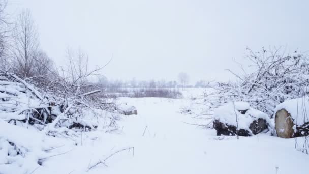 Paesaggio invernale con neve e pezzi tagliati di albero — Video Stock