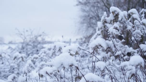 Зимний пейзаж, крупный план кустов со снегом — стоковое видео