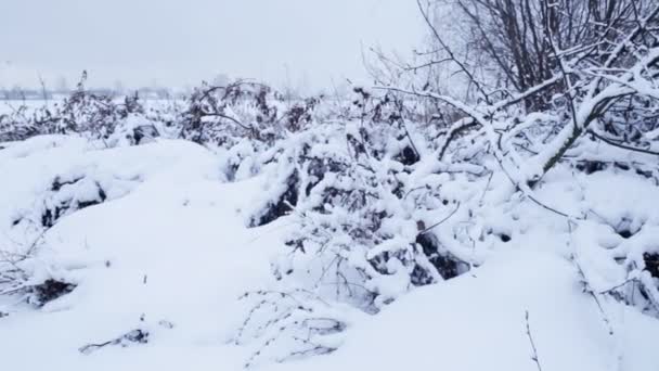 Vinterlandskap med avskurna bitar av träd i snö — Stockvideo