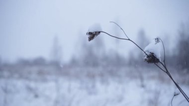 Kış manzara closeup kuru bitkiler ile