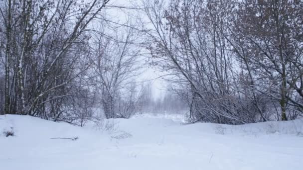 Χειμερινό τοπίο με χιονίζει — Αρχείο Βίντεο