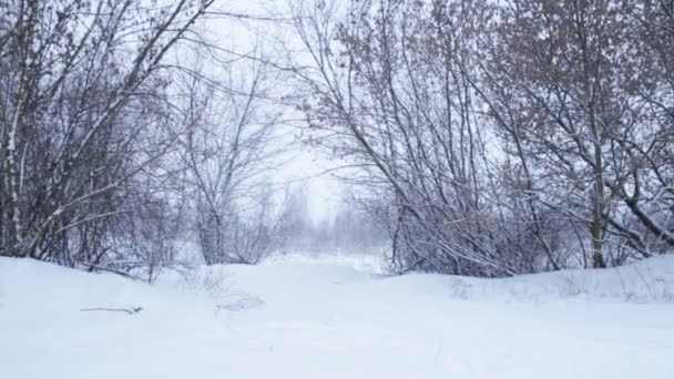 Зимняя пейзажная панорама. Горизонтальное панорамирование — стоковое видео