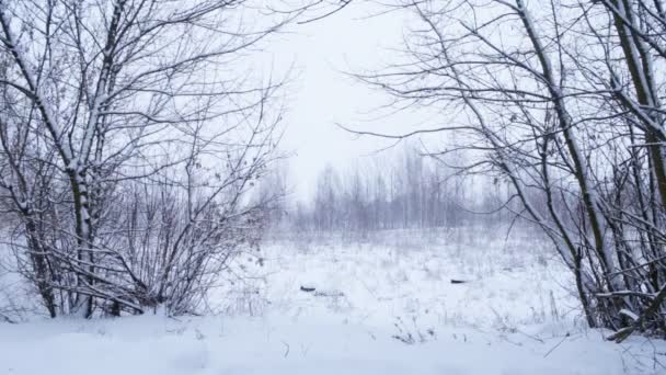 Paisaje invernal con nieve — Vídeo de stock