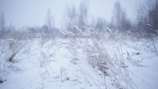 Зимний пейзаж с сухими растениями на ветру — стоковое видео