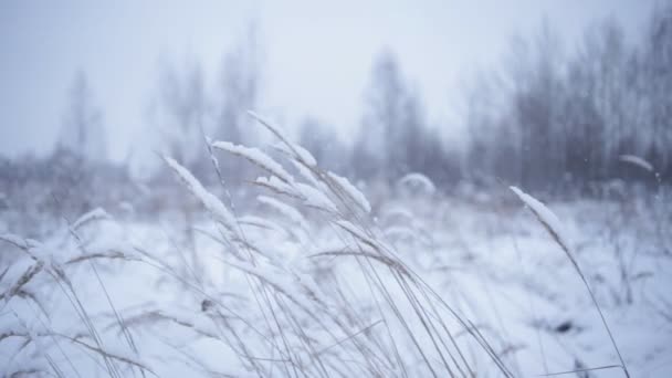 Paesaggio invernale con piante secche sul vento — Video Stock