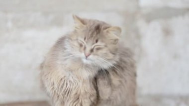 Kendini tırmalamak kedi