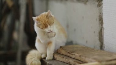 Whasing kedi kadar