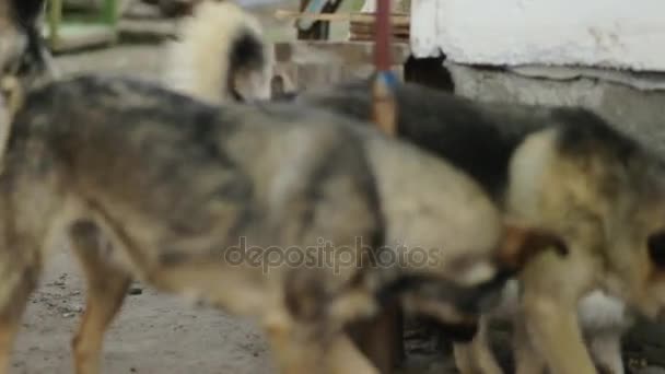 Perros después del gato — Vídeo de stock