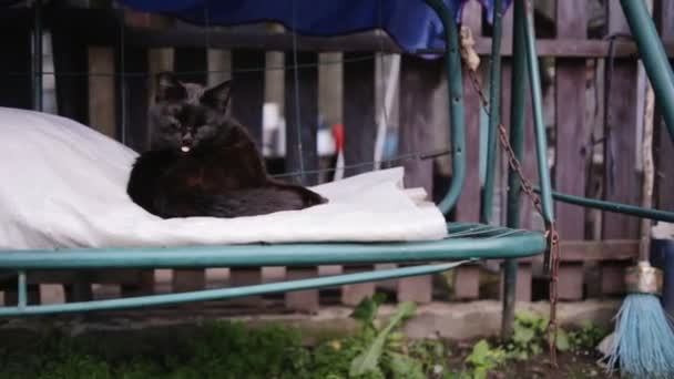 Diskning och gäspa katt — Stockvideo