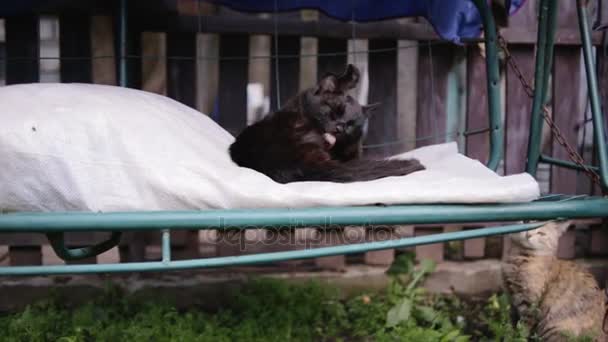 Gato gris se encuentra gato negro — Vídeos de Stock